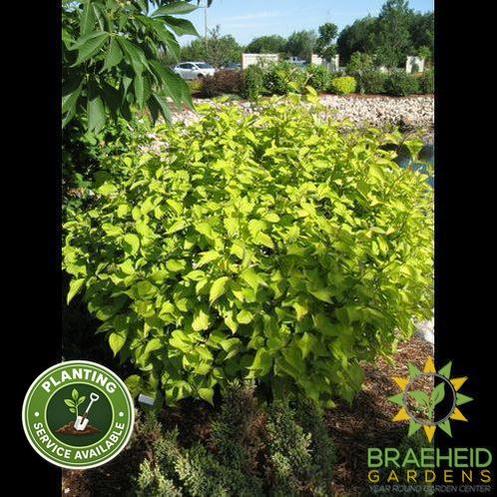 Prairie Fire Dogwood