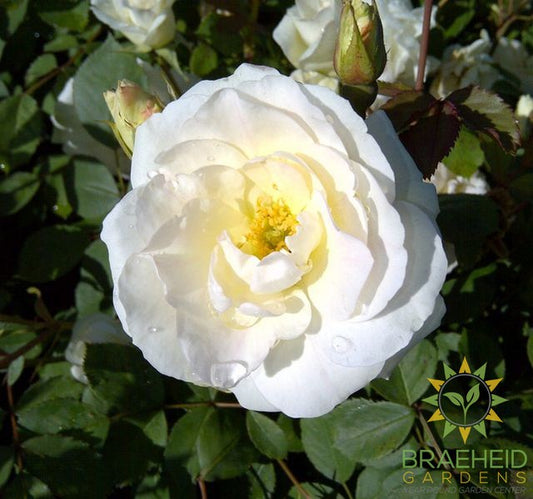 Prairie Snowdrift Rose