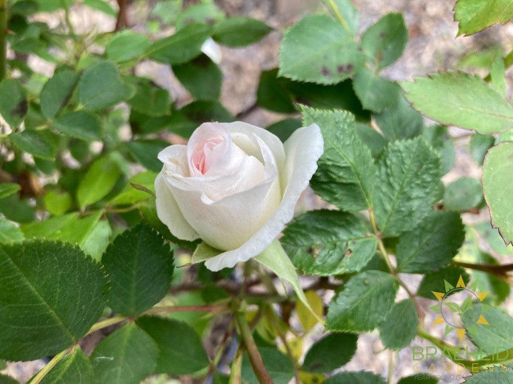 Prairie Snowdrift Rose