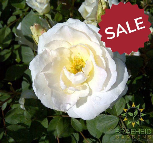 Prairie Snowdrift Rose