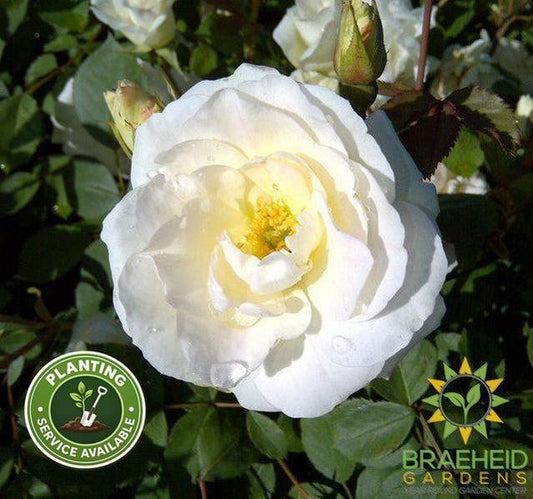 Prairie Snowdrift Rose