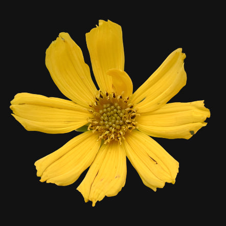 Prairie Coreopsis