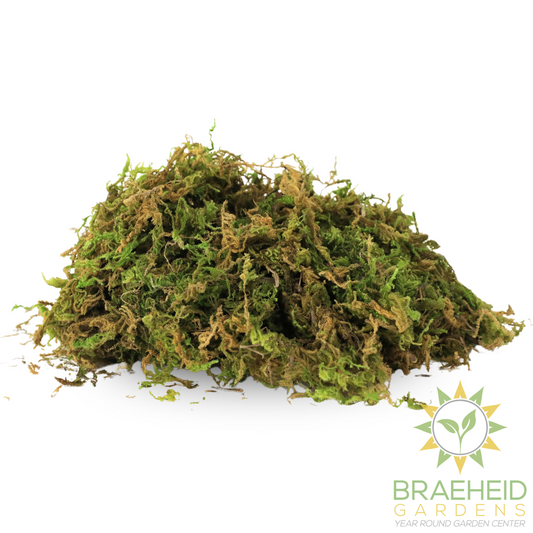 Premium Natural Forest Moss