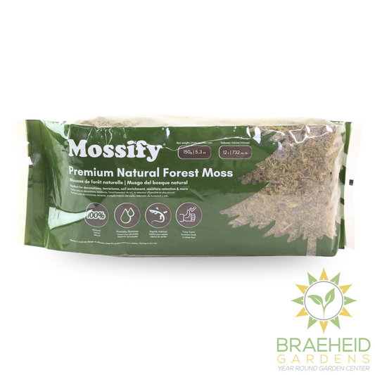 Premium Natural Forest Moss