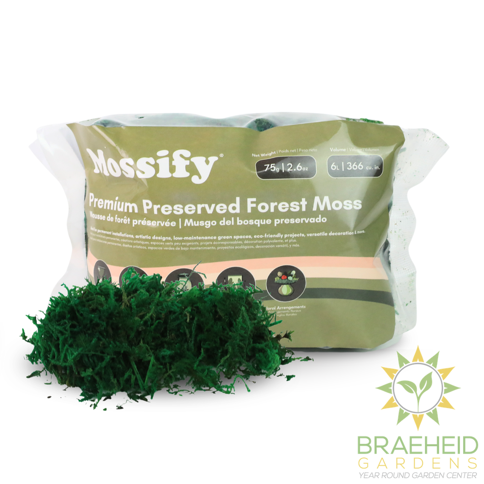 Premium Preserved Forest Moss