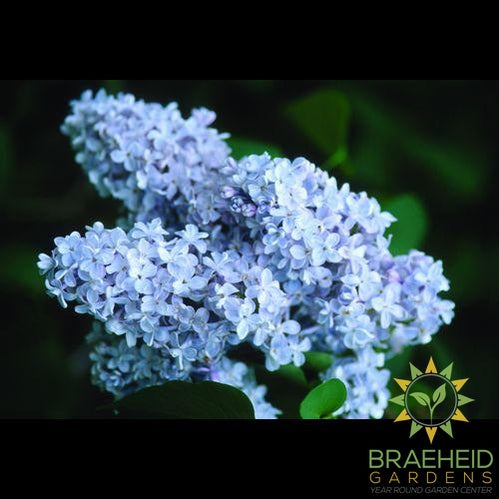 President Grevy French Lilac