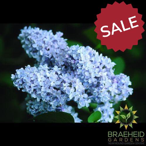 President Grevy French Lilac