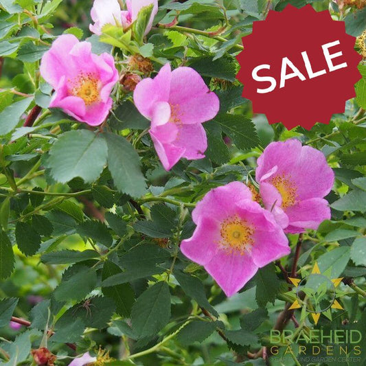 Prickly Wild Rose