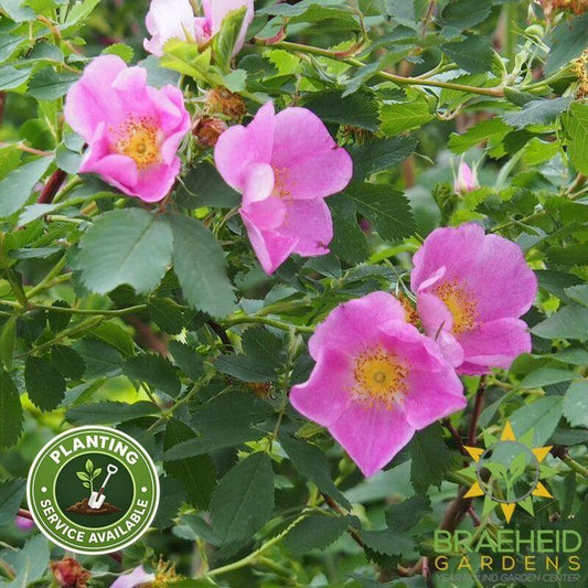 Prickly Wild Rose