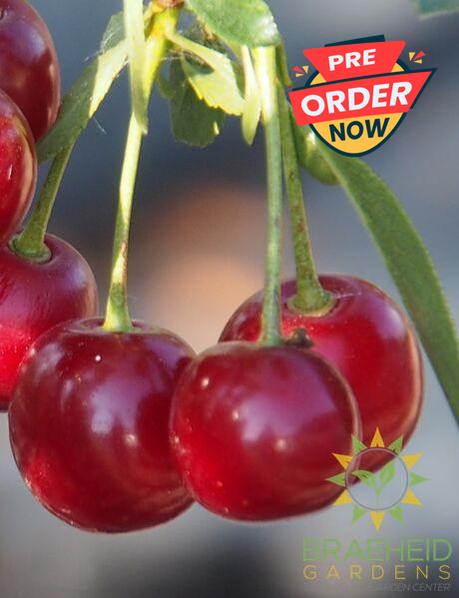 d'Artangnan Sour Cherry Tree