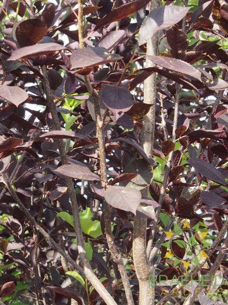 Midnight Schubert Chokecherry Tree- Tree for sale, Grown in Grande Prairie -Braeheid Gardens Ltd. on Emerson Trail