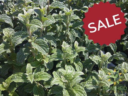 Pucker Up!® Dogwood