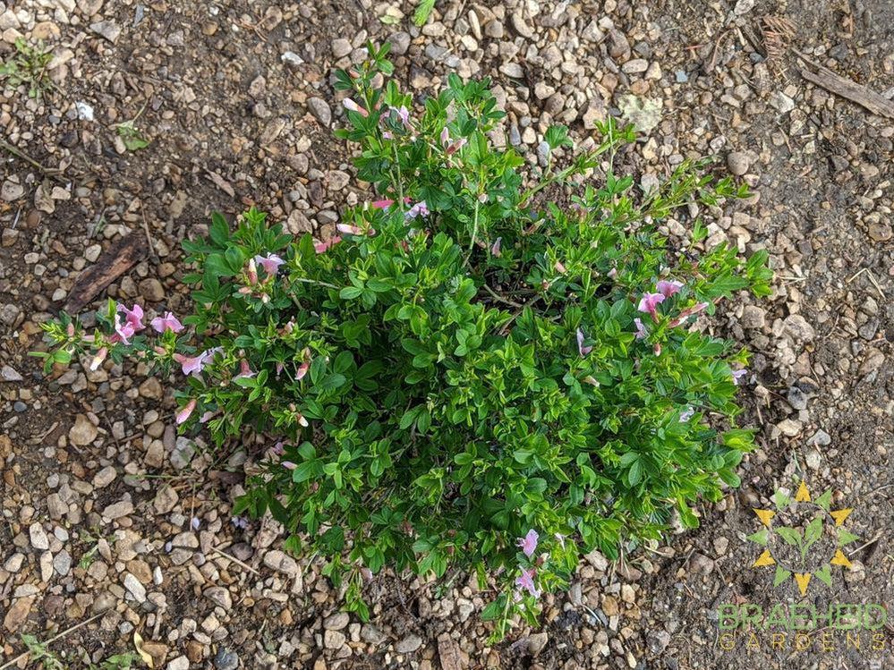 Purple Broom