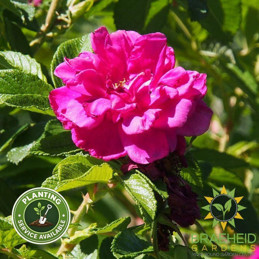 Purple Pavement Rose