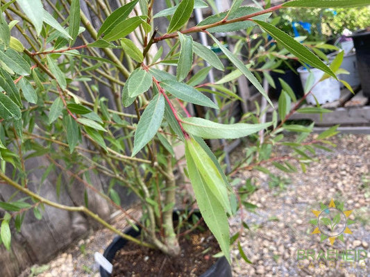 Pussy Willow