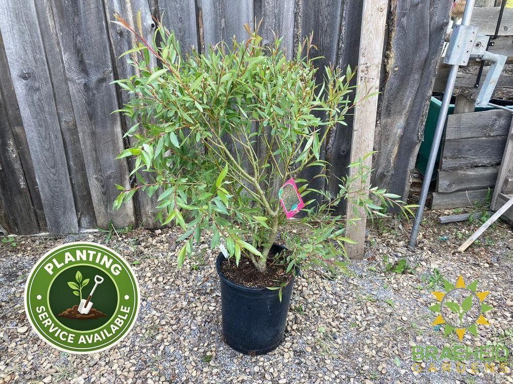 Pussy Willow