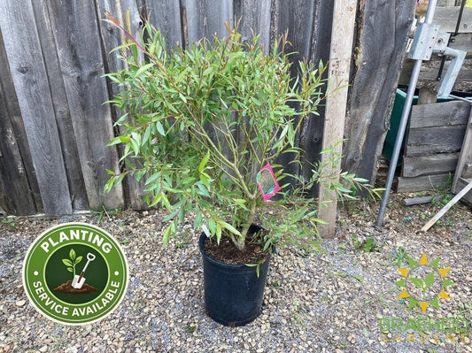 Pussy Willow