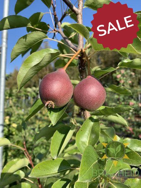 Summercrisp Pear