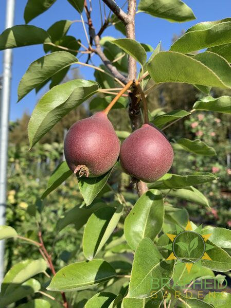 Summercrisp Pear