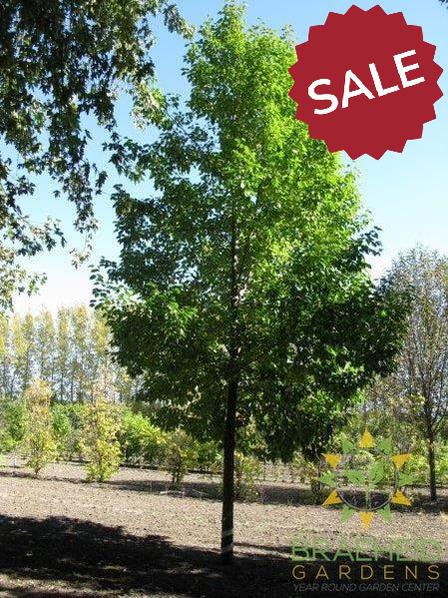 Navigator Pear- Tree for sale, Grown in Grande Prairie -Braeheid Gardens Ltd. on Emerson Trail