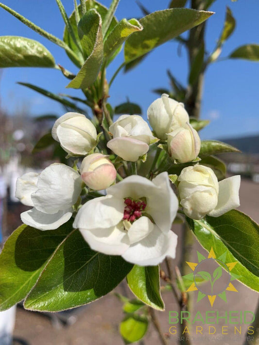 Prairie Welcome Pear