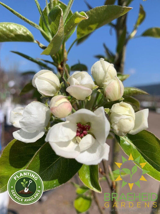 Prairie Welcome Pear