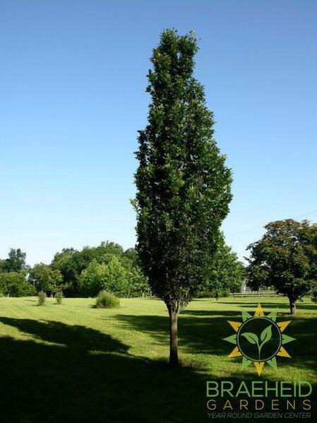 Regal Prince® Oak- Tree for sale, Grown in Grande Prairie -Braeheid Gardens Ltd. on Emerson Trail