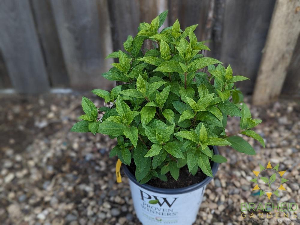 Quick Fire Fab® Hydrangea