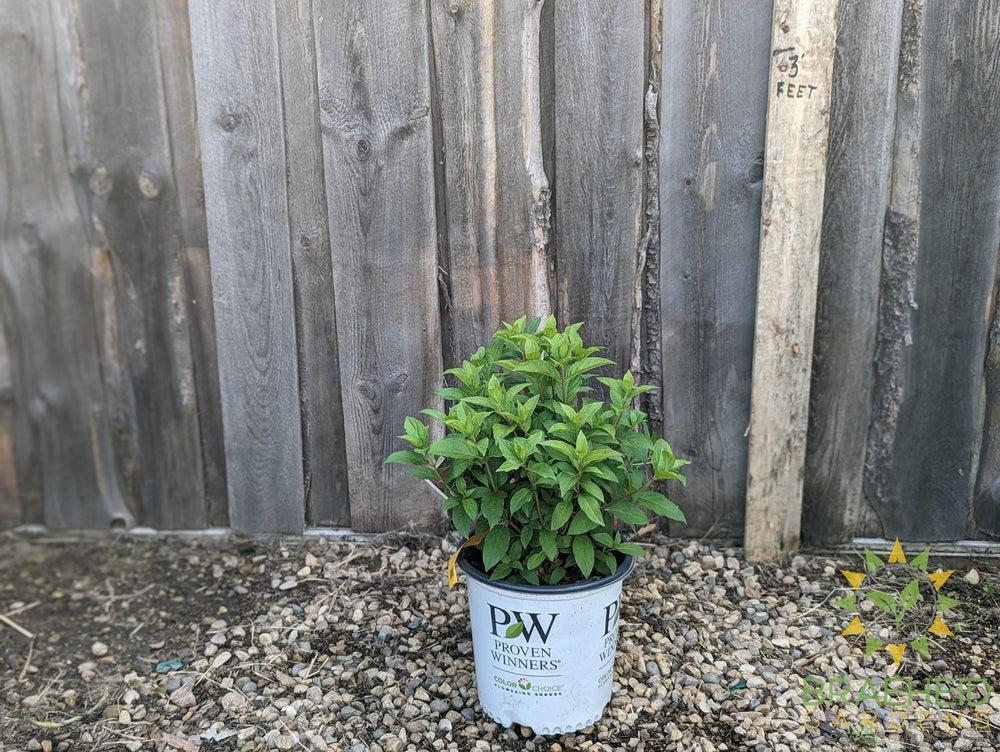 Quick Fire Fab® Hydrangea