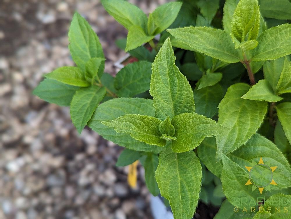 Quick Fire Fab® Hydrangea