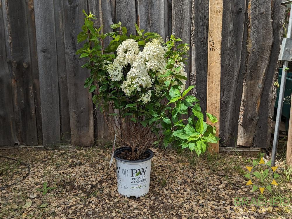 Quick Fire Fab® Hydrangea