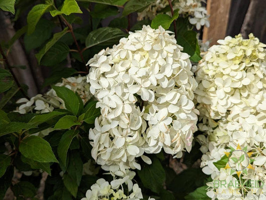 Quick Fire Fab® Hydrangea