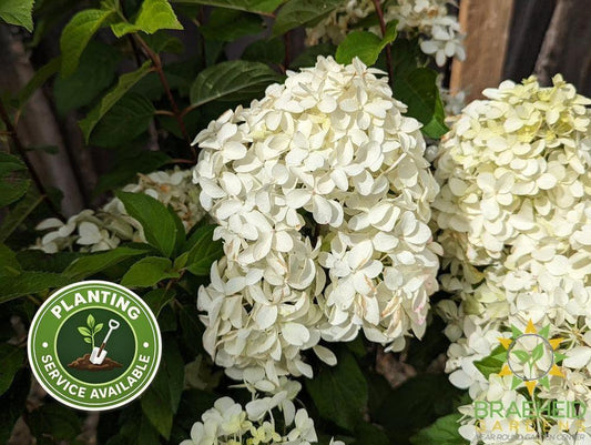 Quick Fire Fab® Hydrangea