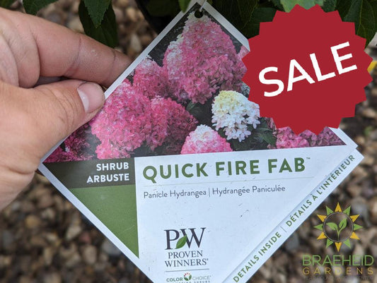 Quick Fire Fab® Hydrangea