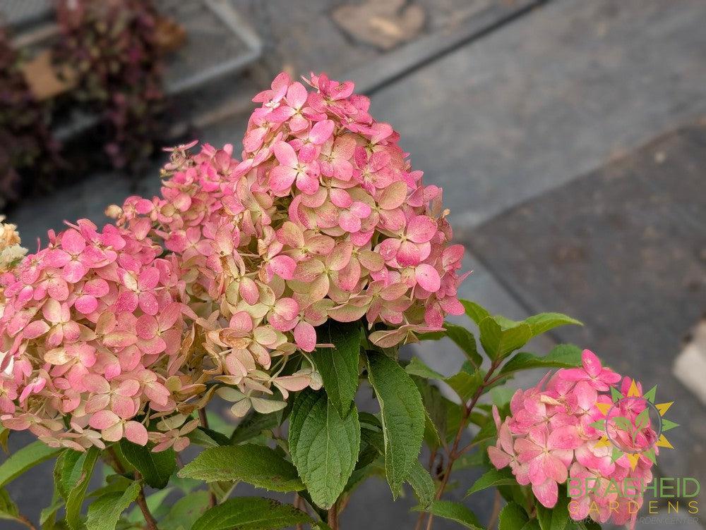 Quick Fire Fab® Hydrangea