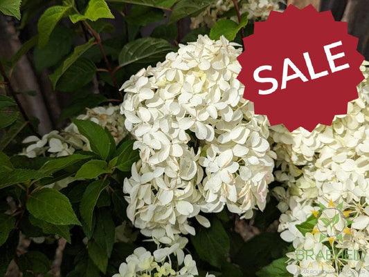 Quick Fire Fab® Hydrangea
