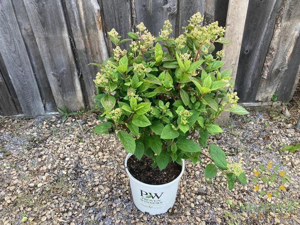 Quick Fire® Hydrangea