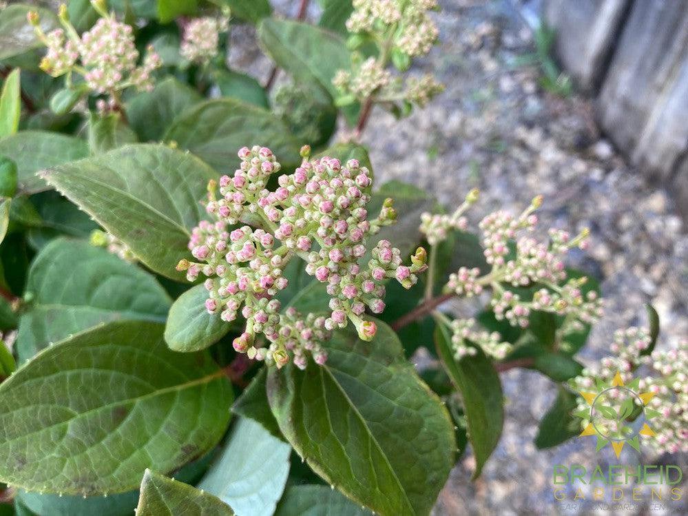 Quick Fire® Hydrangea