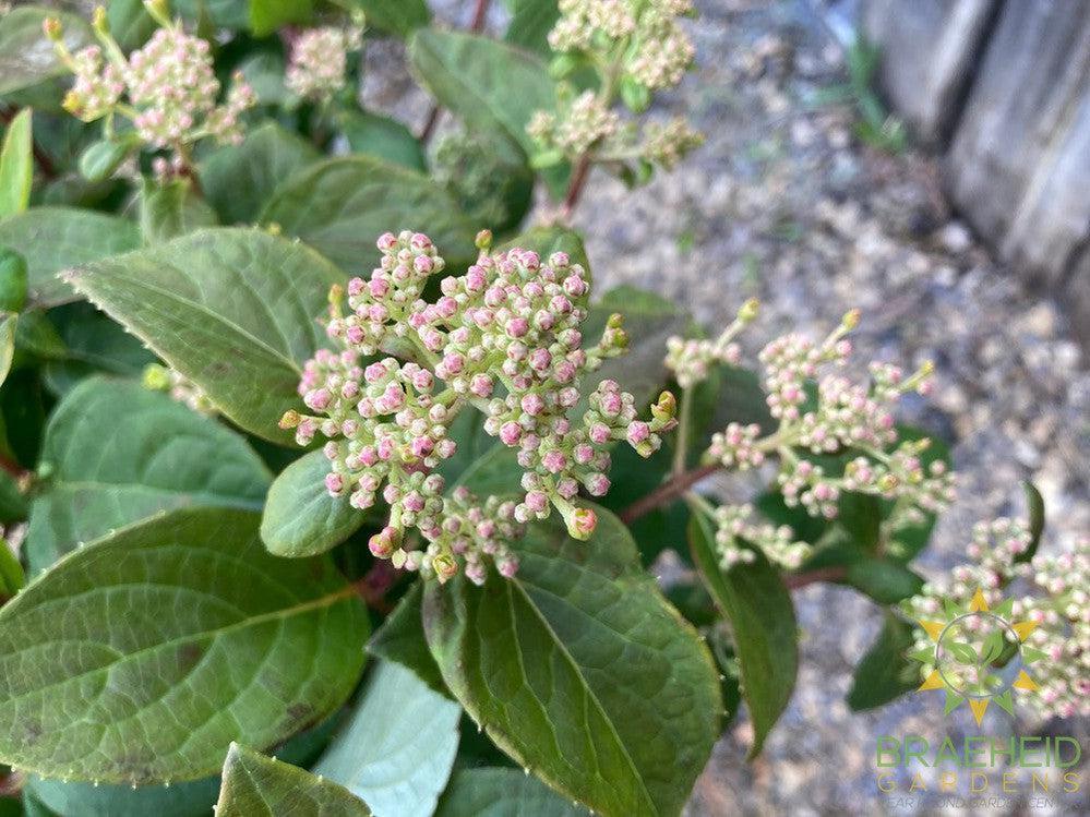 Quick Fire® Hydrangea