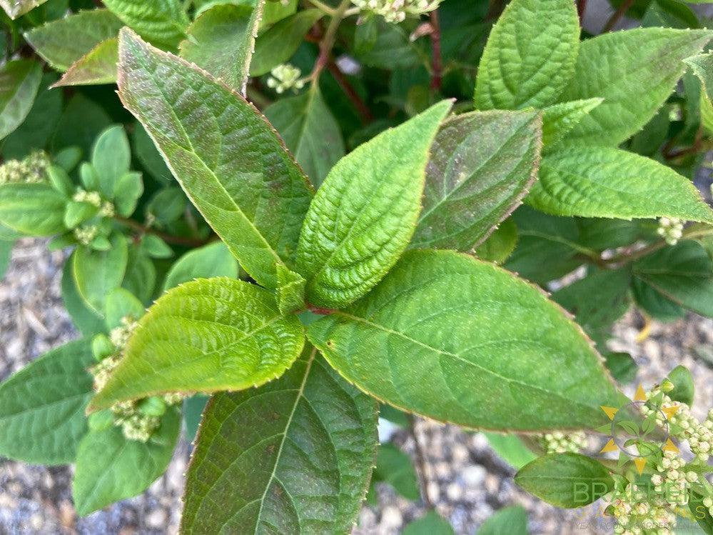 Quick Fire® Hydrangea