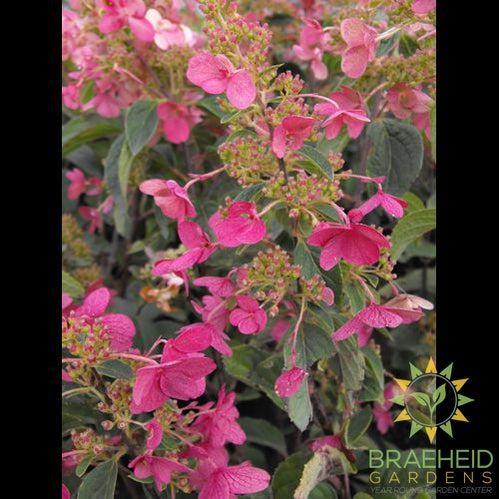 Quick Fire® Hydrangea