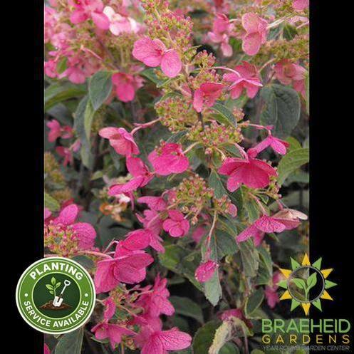 Quick Fire® Hydrangea