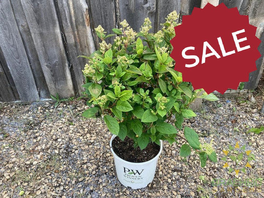 Quick Fire® Hydrangea