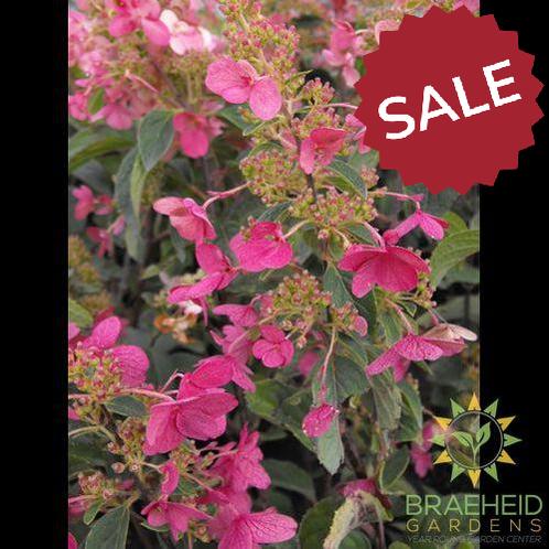 Quick Fire® Hydrangea