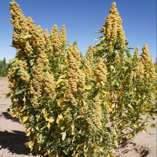 Quinoa