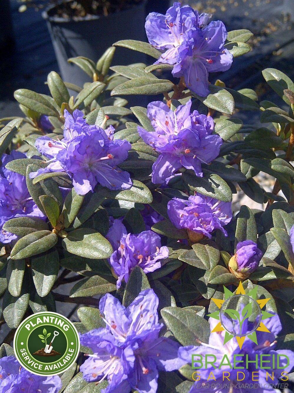Ramapo Rhododendron