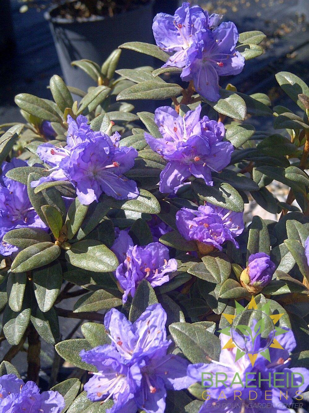 Ramapo Rhododendron