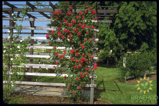 Ramblin' Red Rose