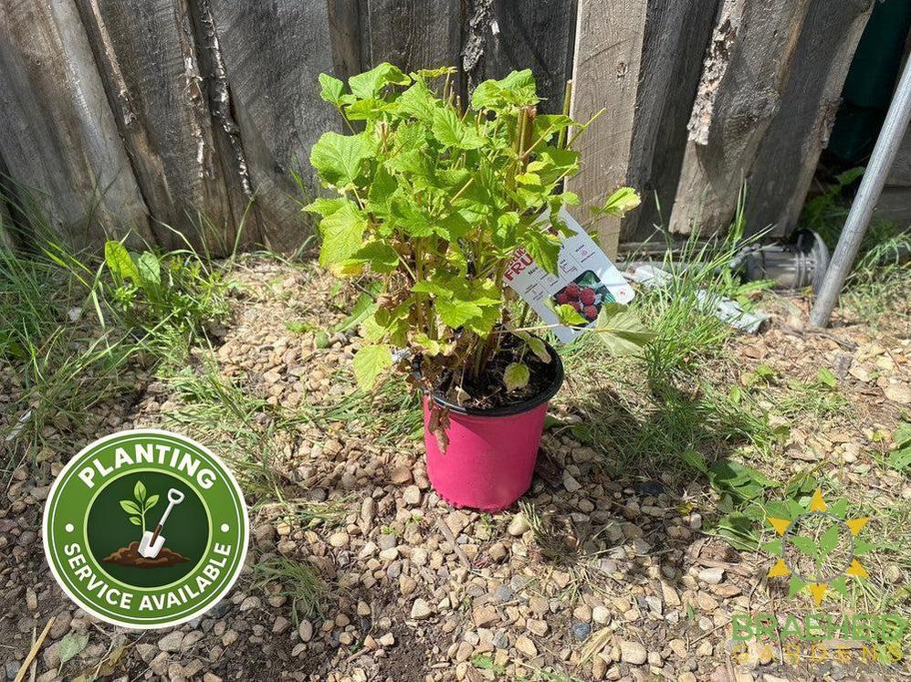 Buy Raspberry Nova an Edible Shrub in Grande Prairie Alberta - Braeheid Gardens Ltd.