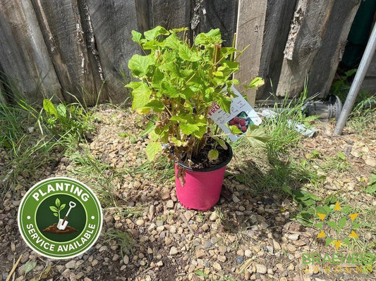 Buy Raspberry Nova an Edible Shrub in Grande Prairie Alberta - Braeheid Gardens Ltd.